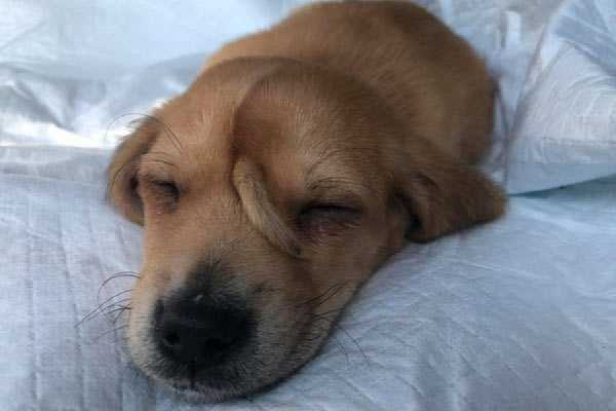 Фото: Mac the pitbull/facebook.com