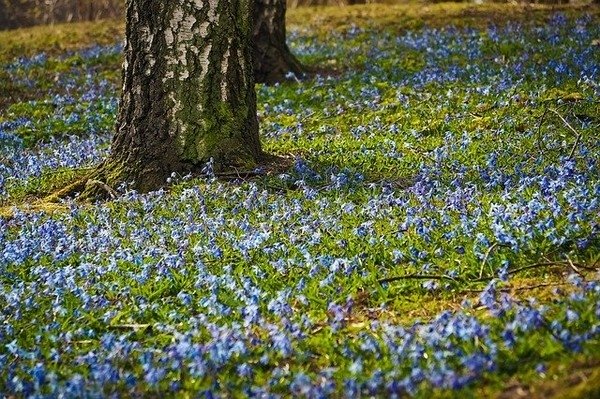 Фото: pixabay.com/ru