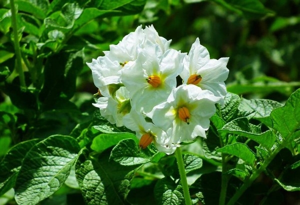 Фото из архива pixabay.com/ru