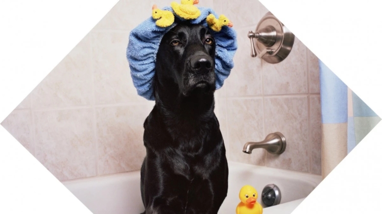 День черных собак. Фото: pxhere.com