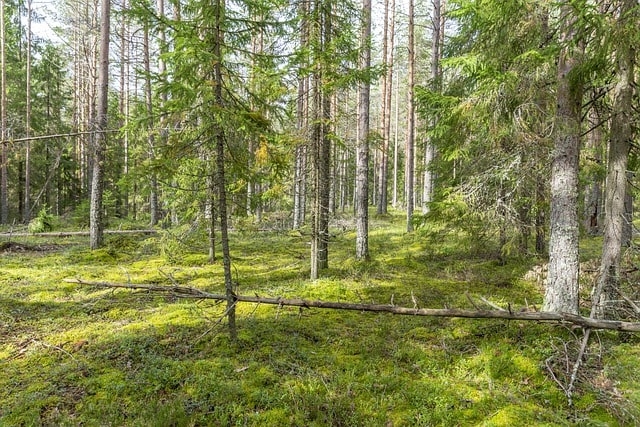 Место, где все случилось, сфотографированное через много лет