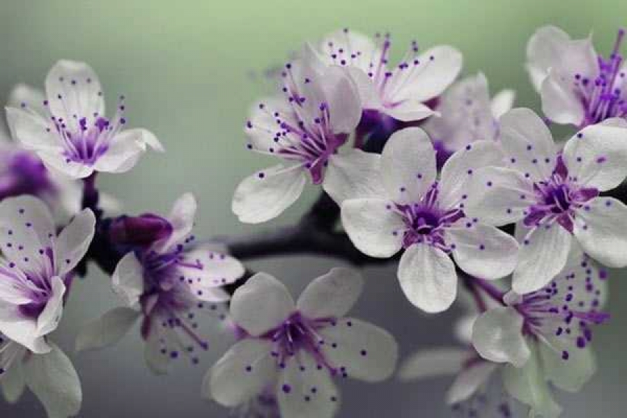 Фото с сайта  katun24.ru 