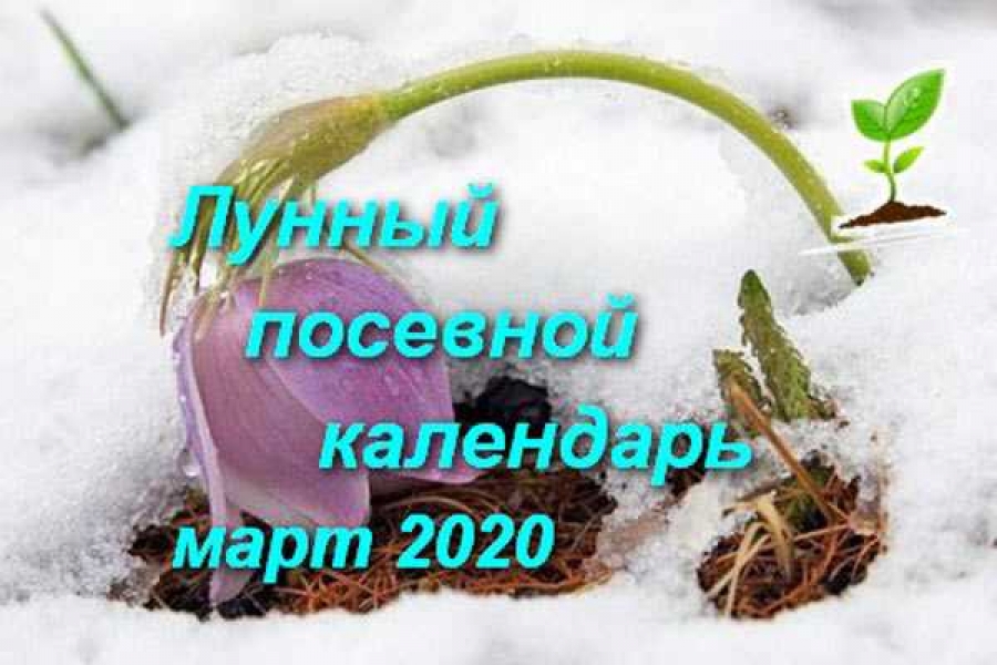 Фото: https://dachnyuchastok.ru/