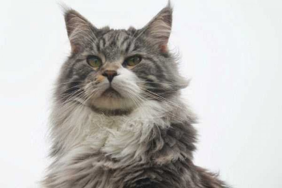 © СС0 Public Domain