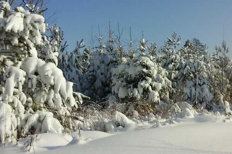 Фото: TatyanaSv, https://7dach.ru/