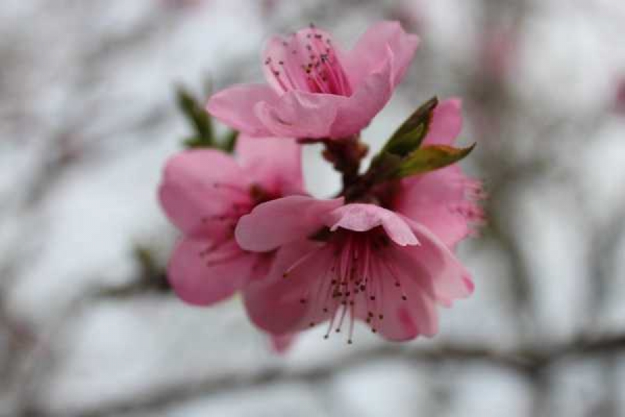 Фото: goodfon.ru