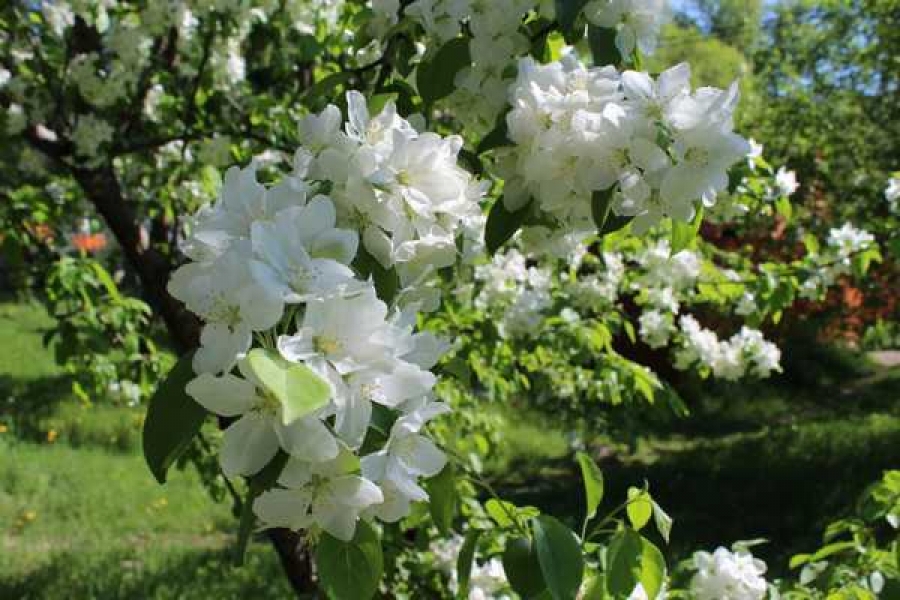 Фото: абакан.рф