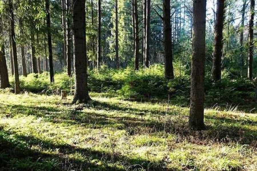 Фото Владимира Милешкина