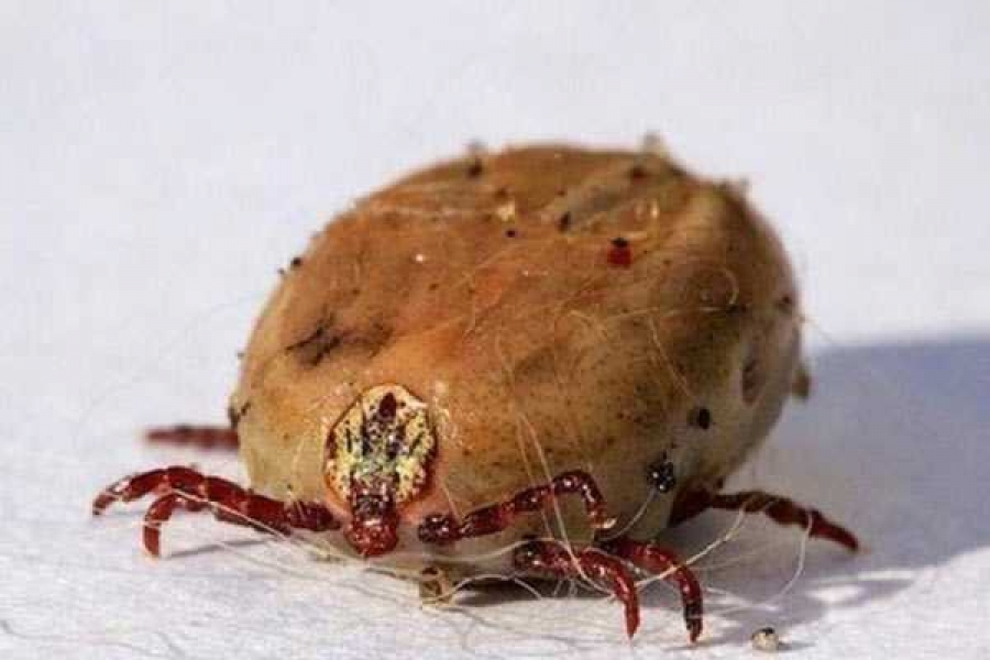 Фото stopklopu.com