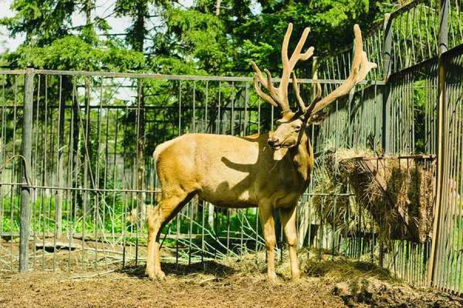 Фото: Абаканский зоопарк